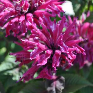 Monarda (Bee Balm)