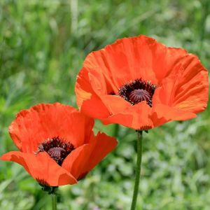 Papaver (Oriental Poppy)