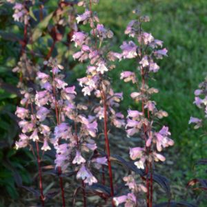 Penstemon (Beardtongue) Penstemon (Beardtongue)
