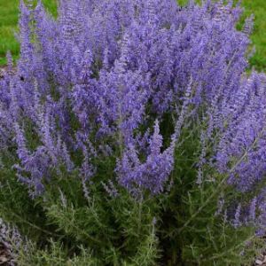 Perovskia (Russian Sage) Proven Winners Perovskia (Russian Sage) Proven Winners