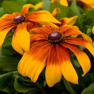Rudbeckia Rudbeckia
