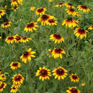 Rudbeckia