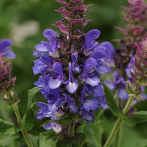Salvia Salvia