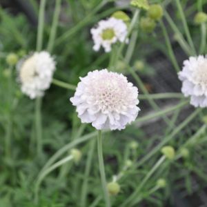 Scabiosa 