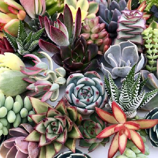 Succulents