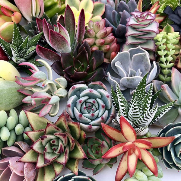 Succulents